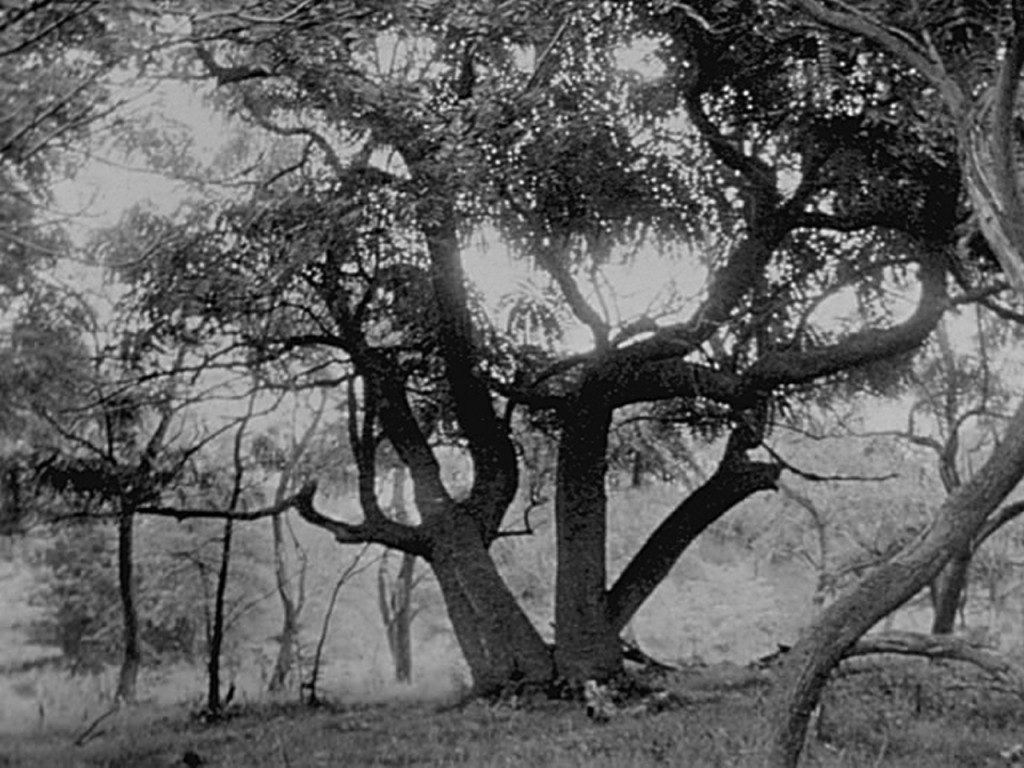 tree-film-still-1